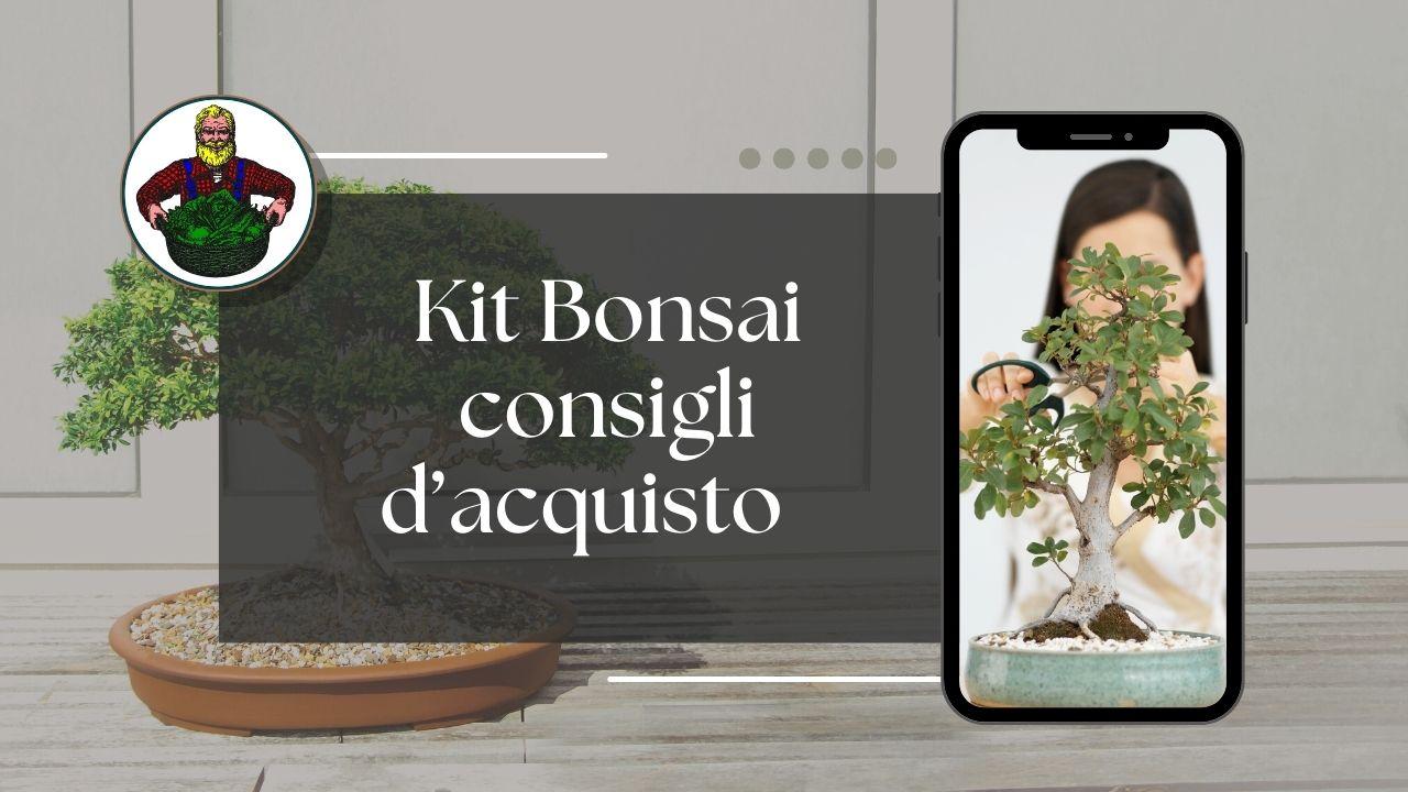 Come Iniziare A Fare Bonsai Consulente Agrario